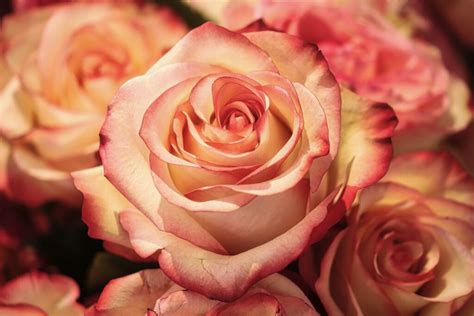 The Science Behind the Magic: Unraveling the Genetics of Different Rose Varieties